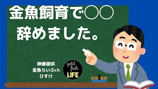 【金魚らいふ】金魚好きの日常！金魚飼育で◯◯辞めました！