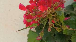 #sardunya Geran pelargonium toxumu#sardunya geranium  pelargonium tohumu