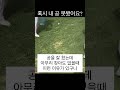 어쩐지 안보이더라 내 골프공 golf golfswing 아이언잘치는법 golfswing 드라이버잘치는법 골프레슨 골프스윙 골린이 유머