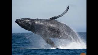 ஹம்பேக் திமிங்கிலம் சுவாரஸ்யமான 6 தகவல்கள்/ Humbpack Whale / Tamil Display