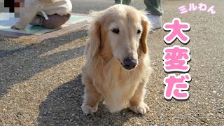 大泣きする弟を心配して愛犬のとった行動が優しすぎました【ダックスフンド】