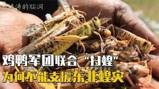 蝗虫竟能吃蛇，吃肉上瘾，东非爆发蝗灾，为何不能派鸡鸭军团扫蝗