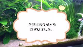 《流木にウィローモス活着》