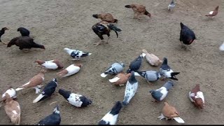 #pigeonsflying Race_
