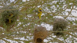 Speke's weaver bird builds nest at lightning speed in Africa