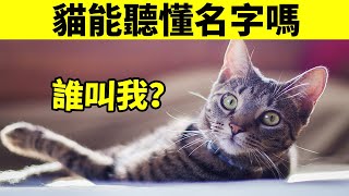 貓能聽懂自己的名字嗎？你家貓叫不叫得來？