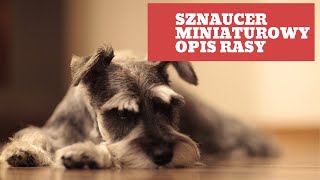 Sznaucer Miniaturowy - Opis rasy i charakterystyka