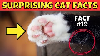 25 Surprising Cat Facts You (Probably) Didn't Know