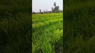 వరి పొలం #వరి చేను #paddy field shorts