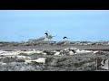 今年もコアジサシが飛来しました little terns arrived again this year