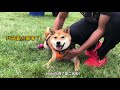 tails on trails shiba inu had fun at the arboretum