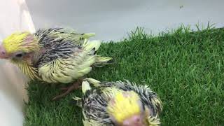 オカメインコパイドとシナモンパールたち