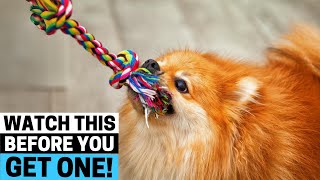 9 Things you MUST KNOW before getting a Pomeranian
