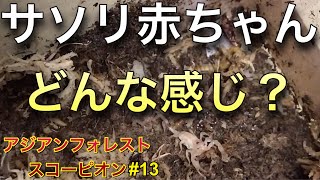 【アジアンフォレストスコーピオン】飼育13 赤ちゃんサソリどんな感じ？