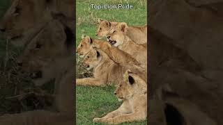 Maasai Mara Sightings Today 30/01/22 (Lions, Leopard, Buffalo, etc) | Zebra Plains | #Wildlife