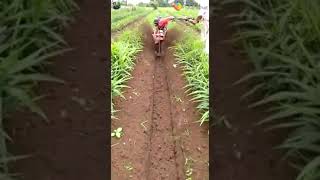 आले भर  लावणी  # Ginger harvesting  # Ginger cultivation machine