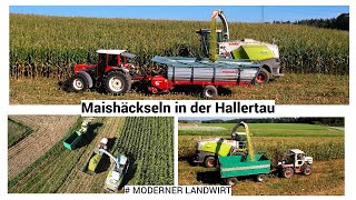 Maishäckseln in der Hallertau - CLAAS JAGUAR 850 - MB Trac