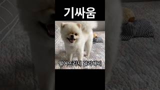 주인한테 OO 냅다 던지는 불량(?) 강아지 ㅋㅋㅋㅋ #cutedog #cute #pet #puppy #funnydog