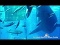 say hello to deep blue ‘the biggest shark ever filmed’ nbc nightly news