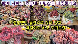 키핑장 다육이 상태 양호🌸고사리꺽을 정도는 아니고요 분갈이도하고 첫물도주고 보고오면 맘이 편해요~😆