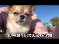 愛犬と楽しむ秋の高尾山⛰️紅葉🍁ハイキング🥾