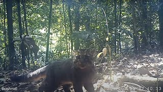 Marbled Cat (Pardofelis marmorata)