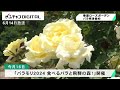 バラ園で色鮮やかなのバラが咲き始める　岐阜県飛騨市