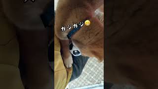 ワクワクしている柴犬さん#shorts#柴犬#しばいぬ#柴犬風太郎