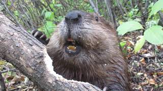 Beaver chews through tree limb: close up footage: See how beavers do it!