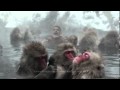 The Most Interesting Man in the World: Snow Monkeys