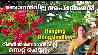 Veriety Bougainvillea collection/ബോഗൻവില്ല പരിചരണം/ഹൈബ്രീഡ് ബോഗൻവില്ല/Hanging Bougainvillea setting