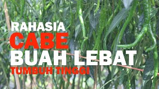 RAHASIA PETANI CABE PEMULA :  TUMBUH TINGGI DAN BUAH LEBAT  | part:2 @SuaraRakyatMerangin