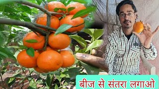 बीज से संतरे का पेड़ कैसे लगाएं orange.malta grow from seed