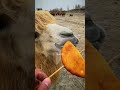 feeding a hungry camel 🐪🤯 funnymoment funniestvideo camel