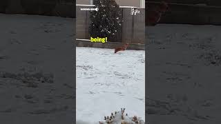 Adorable Dog Bounces Around in Snow