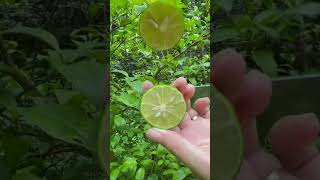 自己種的檸檬，非常多汁 #shorts#lemon #lemonwater