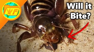 GIANT CREEPY CRICKET! - The Jerusalem Cricket