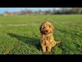 How to train a Cockapoo puppy, the secrets of Puppy training