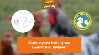 Zweinutzungshühner - alles was Du wissen musst!