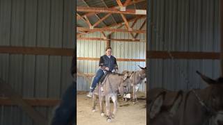 Who knew donkey training can be this fun!