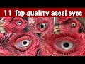 11 top quality Aseel eyes ||malikaseel