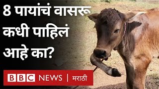 Most Unique Cow : 8 पायांचं वासरू कधी पाहिलं आहेत का? | 8 Legged Cow in Sri Lanka