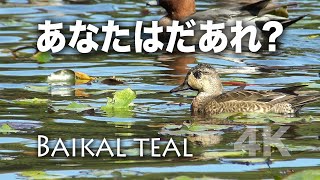 野鳥撮影・ 【野鳥動画】あなたは誰だ！エクリプスのトモエガモ /4K