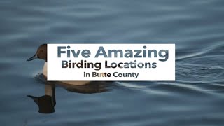 5 Great Bird Watching Locations in Butte County, California