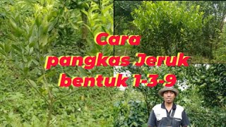 Cara pemangkasan Jeruk bentuk 1-3-9