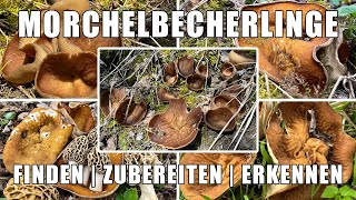 Morchelbecherling Verwechslung | Wo wachsen Morchelbecherlinge? | Zubereitung, Rezept | Flachmorchel