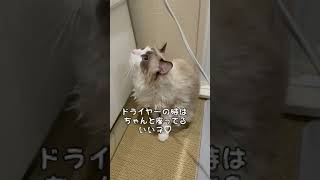 ドライヤーは嫌いじゃない猫ちゃん。#shorts #ラグドール #マカロンdaily #猫 #布偶猫 #かわいい猫 #dryer #cat