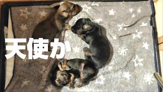 天使かと思ったらダックスフンドのあかちゃんだった件　【癒しの動画】