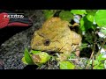 ナミエガエル 国内希少野生動植物種・沖縄県指定天然記念物 2022.3.25