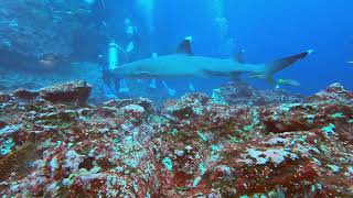 Galapagos live aboard scuba diving from the Tiburon Explorer.